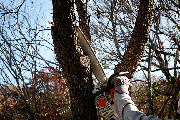 How Our Tree Care Process Works  in  Cuthbert, GA